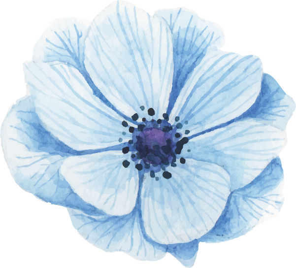 Blue Anemone Watercolor Flower